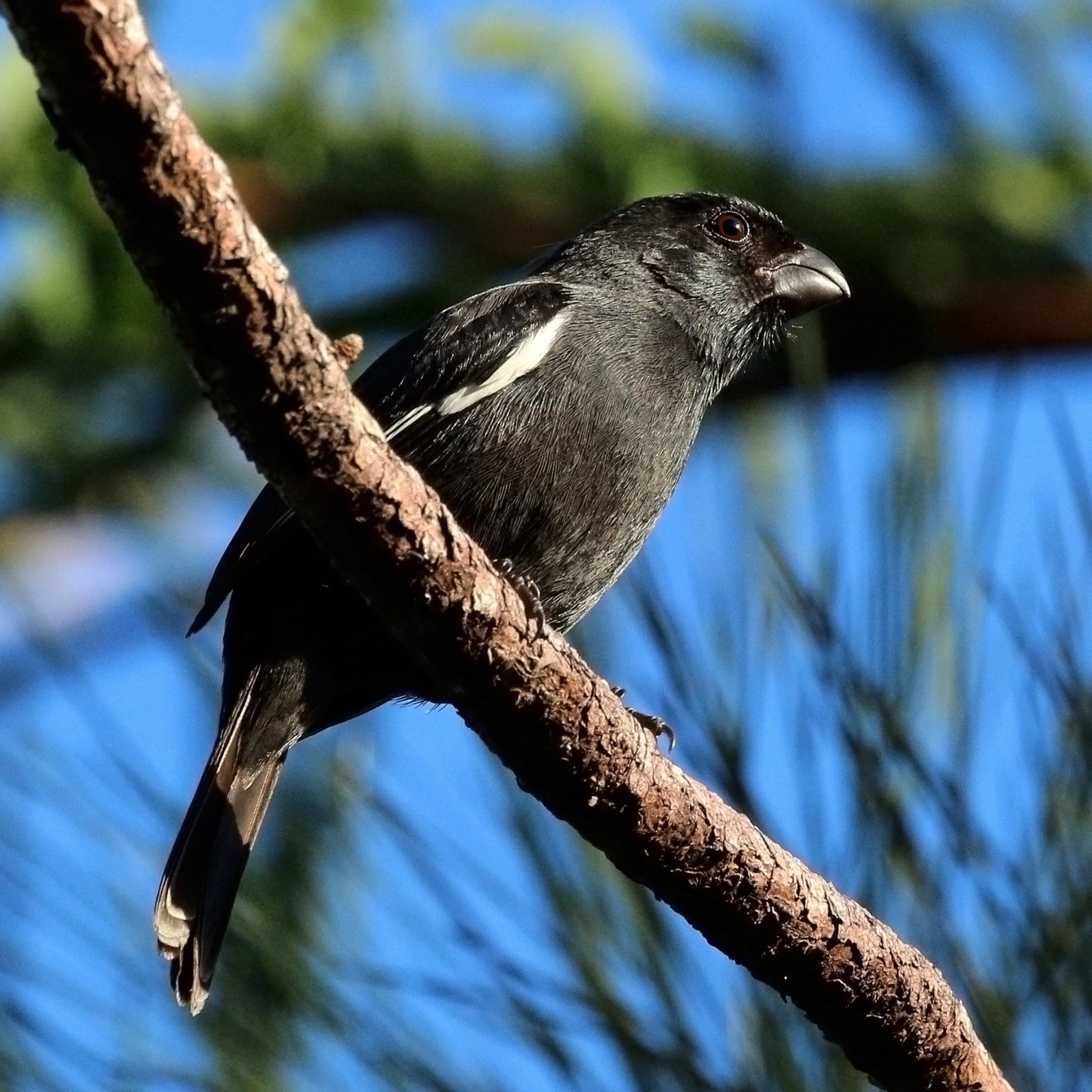 image Cuban Bullfinch